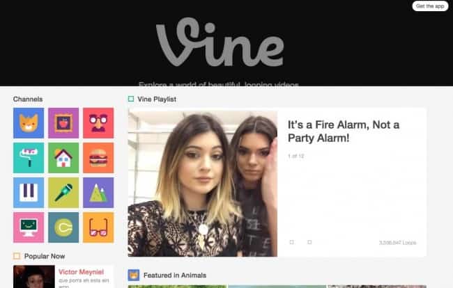 Vine